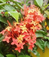 Garden flowering plant - Ixora. It is a genus of flowering plants in the family Rubiaceae.