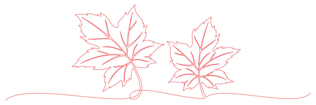 continuous line drawing of maple leaf for canada day 2