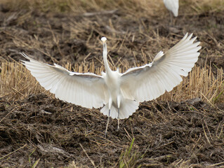 white egret in flight