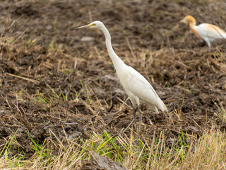 great white heron ardea cinerea