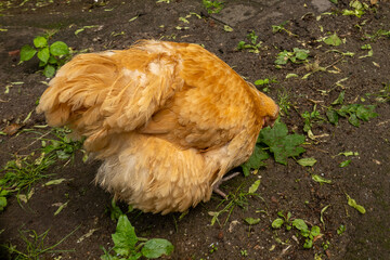 Buff orpington hen pecking at ground in free range farm