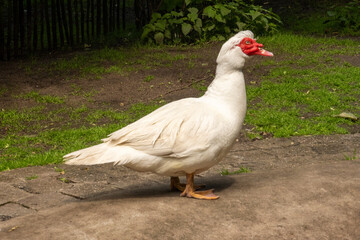 White crested duck walking on a path in a park