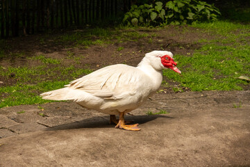 White duck with red face standing on concrete surface