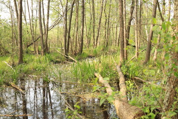 The natural beauty of a wooded swamp, adorned with trees, wildflowers, and diverse vegetation. Ukrainian Polissia, Chernihiv region.