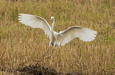snowy egret in flight