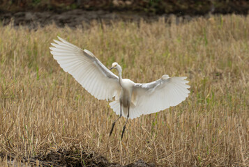 snowy egret in flight