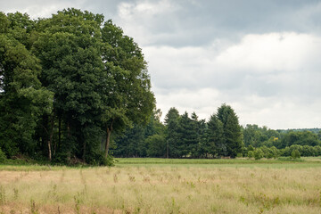 Obraz premium Lush green trees bordering dry meadow under cloudy sky
