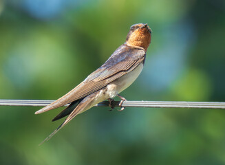 swallow on a branch