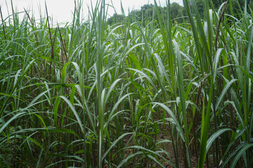 Lush green grass growing wild in nature preserve
