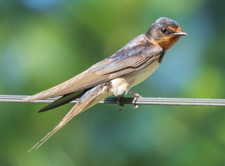 Swallows resting on power lines 

