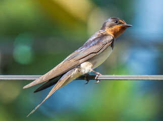 Swallows resting on power lines 
