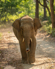 wild aggressive young asian elephant or Elephas maximus indicus roadblock attacking head on in summer season safari natural green background dhikala jim corbett national park forest uttarakhand india