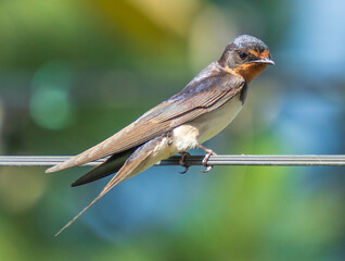 swallow on a branch