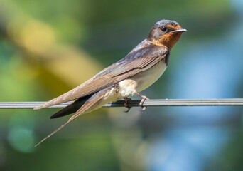 Swallows resting on power lines 