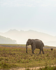 wild aggressive adult asian elephant or Elephas maximus indicus in dhikala grassland near ramganga reservoir water in hot summer season safari jim corbett national park forest uttarakhand india asia