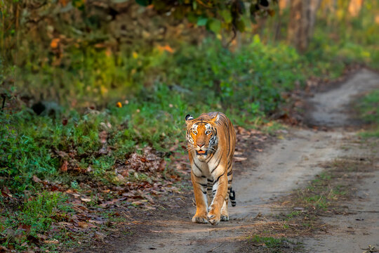 wild bengal female tiger panthera tigris head on walking at pilibhit national park forest reserve uttar pradesh india tigress head on in natural green scenic background in winter season morning safari - Powered by Adobe