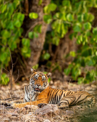 Indian wild royal bengal female tiger or panthera tigris fine art portrait sitting in open green background in evening jungle safari drive at ranthambore national park forest reserve rajasthan india