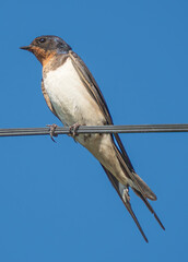 Swallows resting on wires