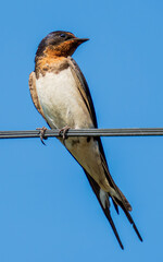 swallow on a branch