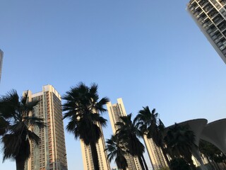 palm trees in dubai united arab emirates