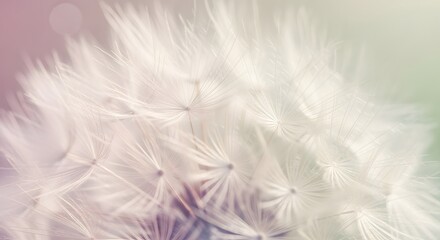Dandelion Seed Head Abstract Closeup