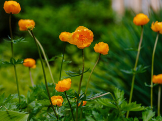 Trollius asiaticus , or Asiatic globeflower ( Latin- Trollius asiaticus ) is a herbaceous perennial...