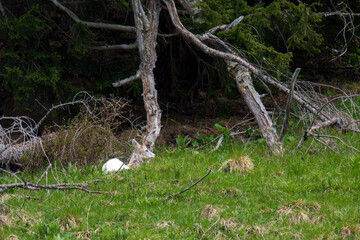 a white roe, capreolus capreolus, a rare species, on a mountain meadow at a spring day