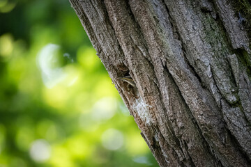 A Common Starling chick looks out of the nest hole in a tree, waiting for food on a sunny spring day.