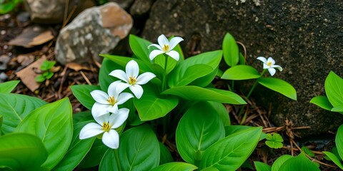 Delicate white trillium blossoms nestled amongst vibrant green leaves, rocky terrain backdrop,  white flowers,  organic