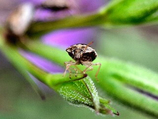 Close up of leaf ladybug, Pentatomidae on green leaf stalk. Macrophotography. Animal background,...