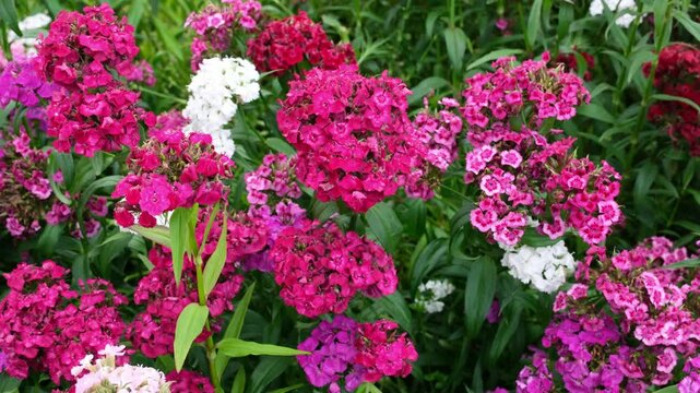 Bartnelken Blumen in einem Blumenbeet, bl&uuml;hende Nelken Blumen im Monat Juni