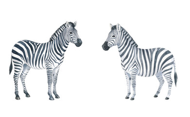 Obraz premium Two zebras standing together, showcasing their iconic black and white stripes.
