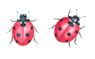 Two vibrant ladybugs on a white background, showcasing their striking red shells.