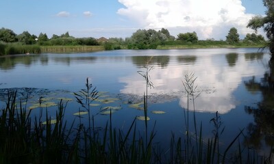View of a lake with water lilies and reflection of clouds on a summer day
