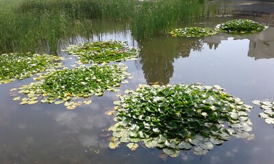 Lily Pads in Pond with Reflections of Building and Sky