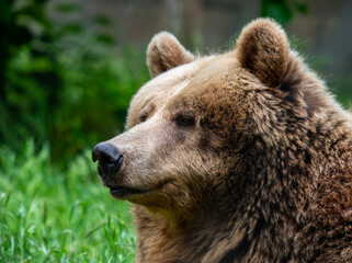 Close-up of a Brown Bear in Nature