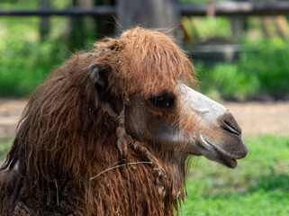 Portrait of a Bactrian Camel with Long Hair