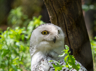Snowy Owl in Green Forest Light