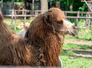 Seated Bactrian Camel with Shaggy Brown Coat