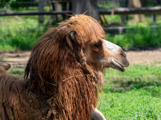 Bactrian Camel with Long Fur Facing Right