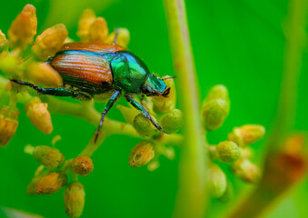Japanese beetle sitting among a very young cluster of grapes