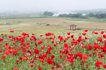 A riverfront view on a spring day full of red poppies, cornflower, babys breath and spring flowers. A view of the Akyang banks near the Namgang River in Haman-gun, Gyeongsangnam-do, Korea.