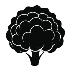 silhouette cauliflower on white background