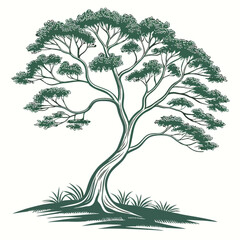 Botanical Symphony: A meticulously illustrated evergreen tree showcases the elegant form and lush foliage of nature. A symbol of longevity and enduring beauty.