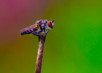 Closeup macro view of a robber fly perched on top of stem