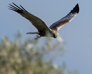 red kite in flight