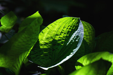 Large green leaf backlit in a park, captured in dark moody tones with dramatic natural lighting