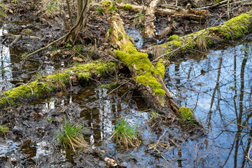 Europa, Deutschland, Mecklenburg-Vorpommern, Mecklenburgische Seenplatte, Müritz Nationalpark, Moor, Totholz mit Moos und Flechten