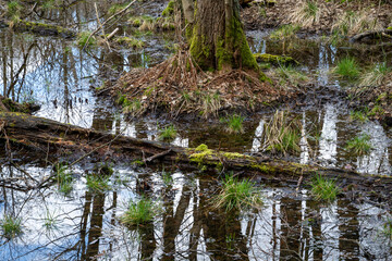 Europa, Deutschland, Mecklenburg-Vorpommern, Mecklenburgische Seenplatte, Müritz Nationalpark, Moor, Totholz mit Moos und Flechten