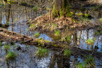 Europa, Deutschland, Mecklenburg-Vorpommern, Mecklenburgische Seenplatte, Müritz Nationalpark, Moor, Totholz mit Moos und Flechten